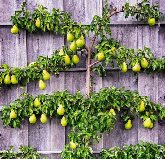 DIY Espalier